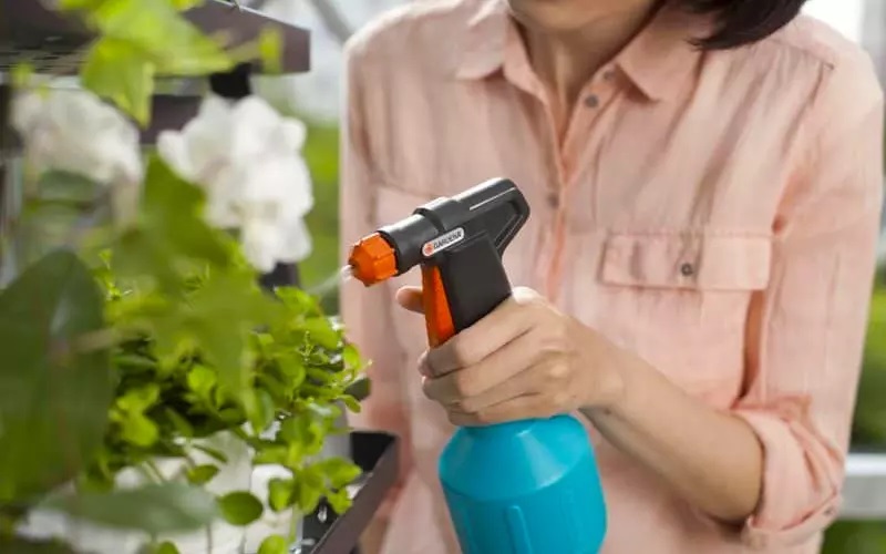 Nước rửa chén có tác dụng tiêu diệt rệp sáp bằng cách làm tắc đường thở của chúng Nước rửa chén có tác dụng tiêu diệt rệp sáp bằng cách làm tắc đường thở của chúng