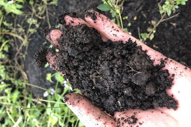 Phân bắc giúp vi sinh vật phát triển, phân hủy chất hữu cơ thành mùn Phân bắc giúp vi sinh vật phát triển, phân hủy chất hữu cơ thành mùn