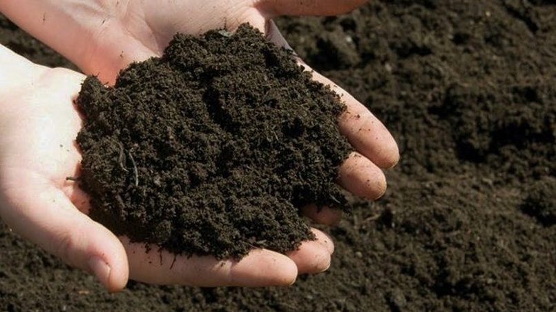 Phân bắc là gì? là nguồn phân bón có nguồn gốc từ chất thải người Phân bắc là gì? là nguồn phân bón có nguồn gốc từ chất thải người