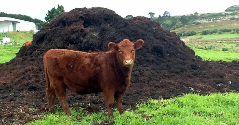 Phân bò được dùng rộng rãi nhất trong các loại phân chuồng Phân bò được dùng rộng rãi nhất trong các loại phân chuồng