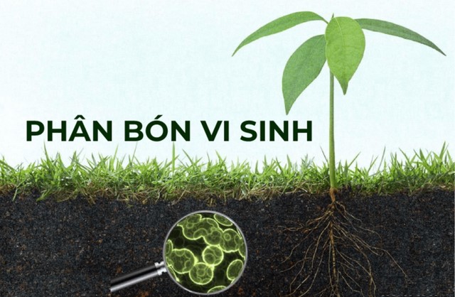 Phân bón vi sinh giúp tái tạo môi trường đất, kích thích cây trồng phát triển Phân bón vi sinh giúp tái tạo môi trường đất, kích thích cây trồng phát triển