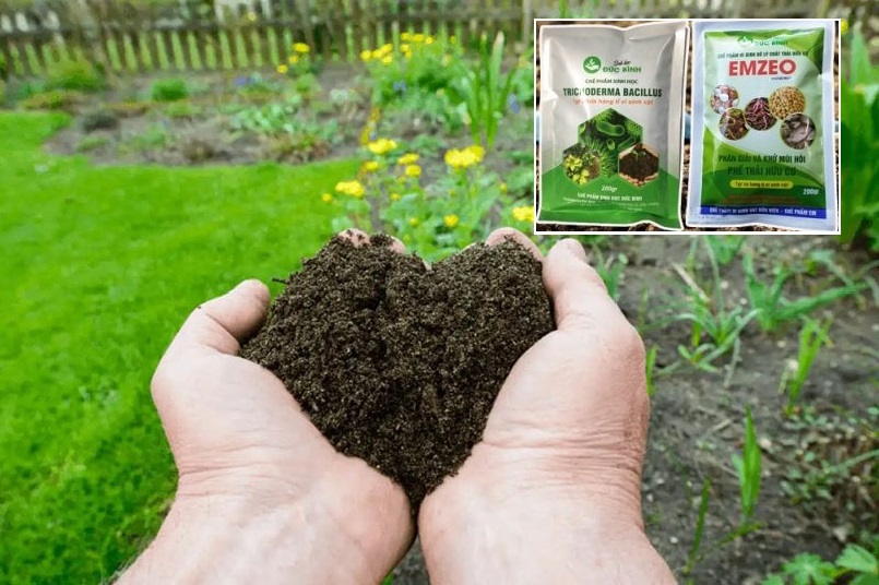 Phân chuồng nên được ủ hoai mục trước khi bón cho cây trồng Phân chuồng nên được ủ hoai mục trước khi bón cho cây trồng