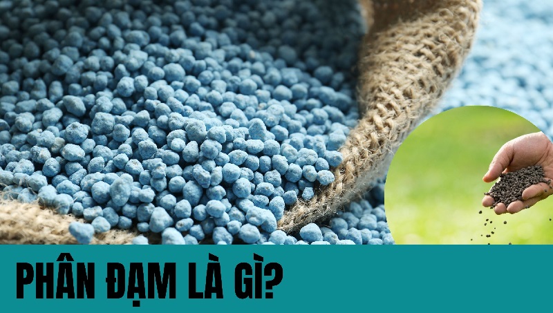 Phân đạm được chia thành nhiều loại và phù hợp với từng loại cây trồng