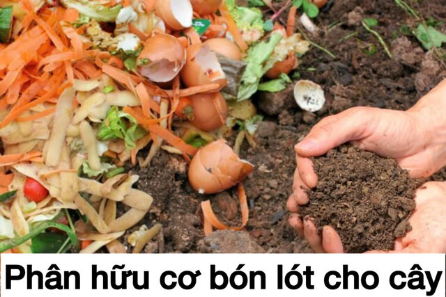 Phân dạng hữu cơ sẽ giúp đất tơi xốp hơn khi dùng để bón lót Phân dạng hữu cơ sẽ giúp đất tơi xốp hơn khi dùng để bón lót