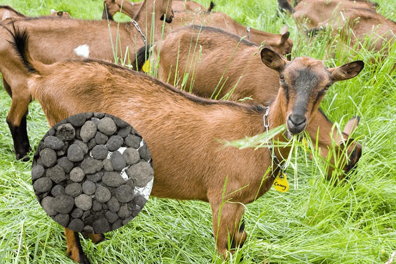 Phân dê ít gây mùi khó chịu Phân dê ít gây mùi khó chịu