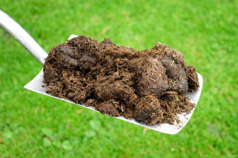 Phân heo thích hợp bón cho cây ăn quả đang ra hoa Phân heo thích hợp bón cho cây ăn quả đang ra hoa