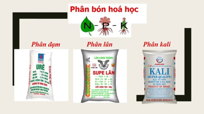 Phân hóa học cung cấp các dưỡng chất quan trọng cho cây trồng