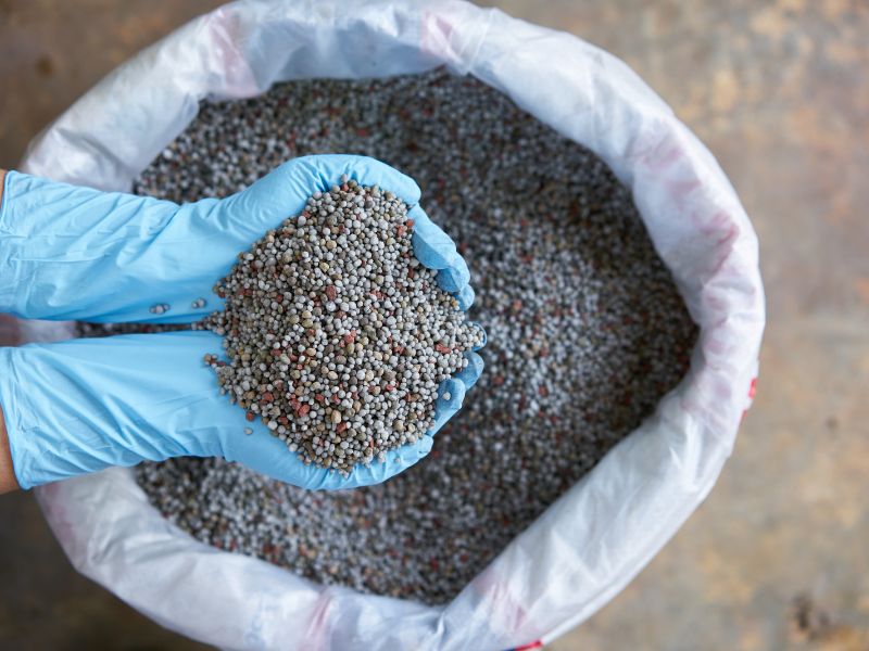 Phân lân đóng vai trò quan trọng trong việc kích thích bộ rễ phát triển Phân lân đóng vai trò quan trọng trong việc kích thích bộ rễ phát triển