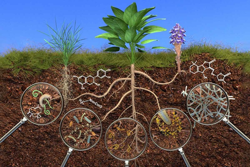 Phân vi sinh có tác dụng cải thiện sức đề kháng, giúp cây chống lại bệnh tật Phân vi sinh có tác dụng cải thiện sức đề kháng, giúp cây chống lại bệnh tật