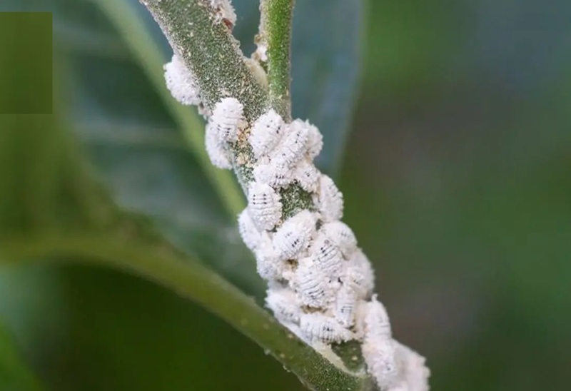 Rệp sáp gây ra những hậu quả nghiêm trọng cho năng suất cây trồng Rệp sáp gây ra những hậu quả nghiêm trọng cho năng suất cây trồng