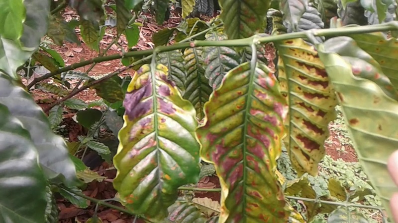 Thán thư gây ảnh hưởng đến năng suất và chất lượng nông sản 