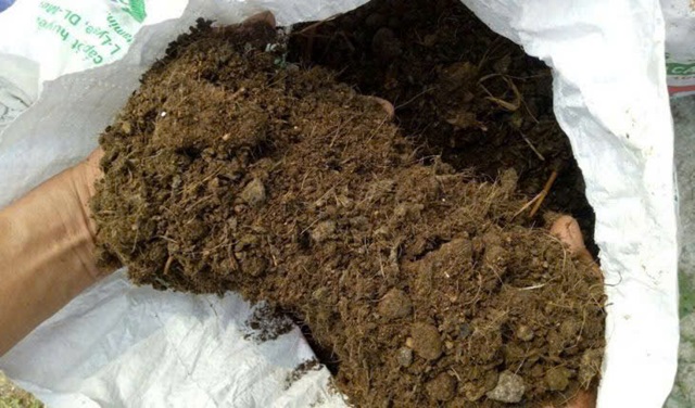 Trộn hạt cùng phân bón vi sinh chuyển hóa lân là cách hay để bón cho cây Trộn hạt cùng phân bón vi sinh chuyển hóa lân là cách hay để bón cho cây