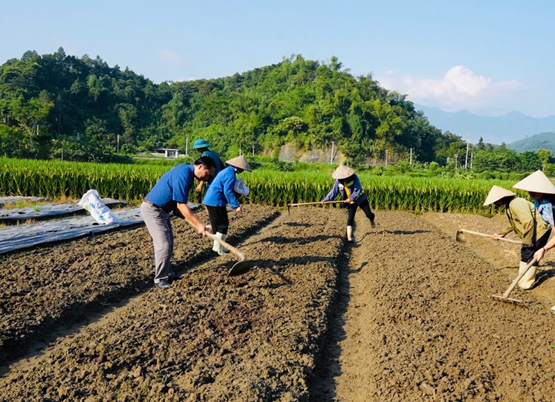 Ưu tiên phân hữu cơ và vi sinh trong giai đoạn chuẩn bị đất Ưu tiên phân hữu cơ và vi sinh trong giai đoạn chuẩn bị đất