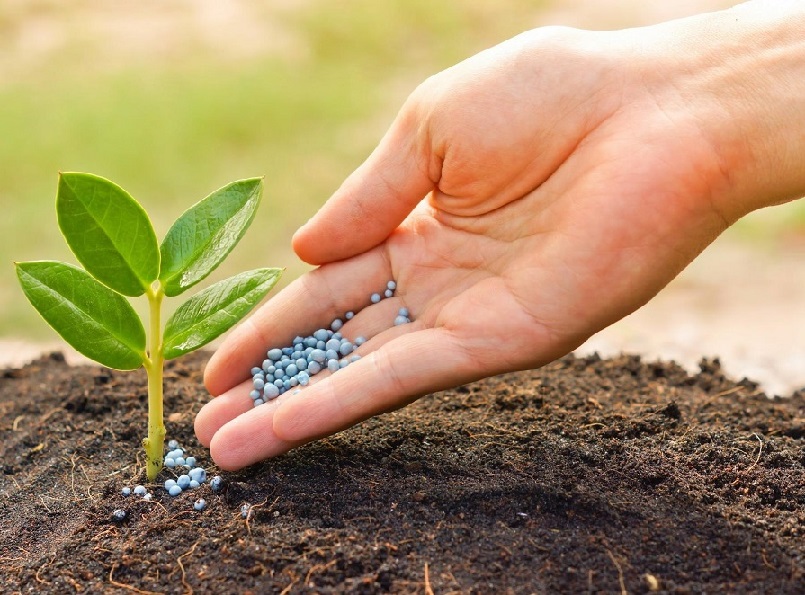 Vai trò của phân lân là gì ? Vai trò của phân lân là gì ?