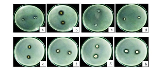 Vi khuẩn tại rễ sẽ giải phóng được P hữu cơ và tòa tan P vô cơ Vi khuẩn tại rễ sẽ giải phóng được P hữu cơ và tòa tan P vô cơ