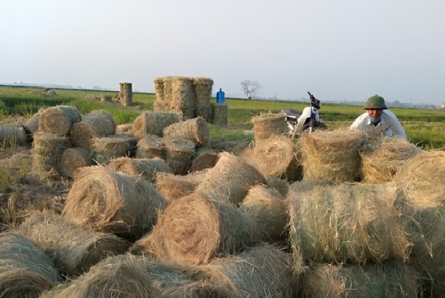 Xử lý phế phẩm trong nông nghiệp đúng cách giúp bảo vệ môi trường Xử lý phế phẩm trong nông nghiệp đúng cách giúp bảo vệ môi trường