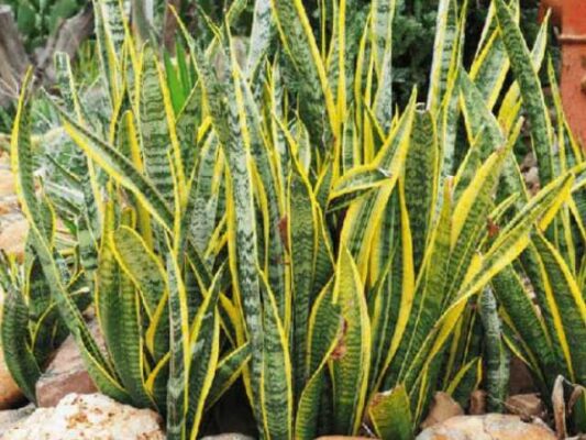 Cây lưỡi hổ là một giống cây rất phổ biến tại Việt Nam