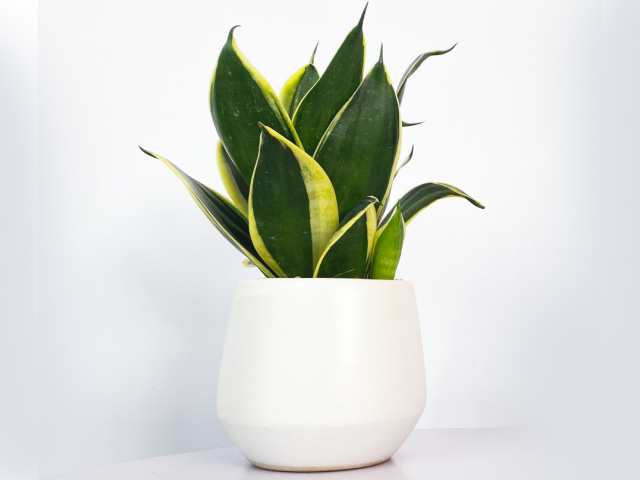 Cây lưỡi hổ mang đến tài lộc, may mắn