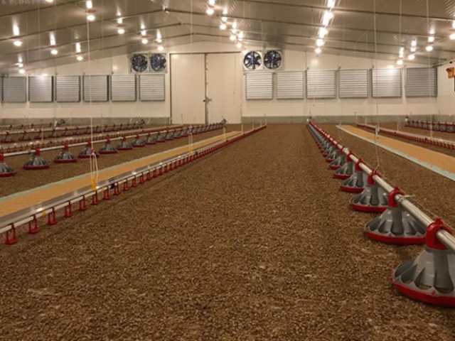 Chất độn sinh học giúp giảm mùi hôi tốt Chất độn sinh học giúp giảm mùi hôi tốt