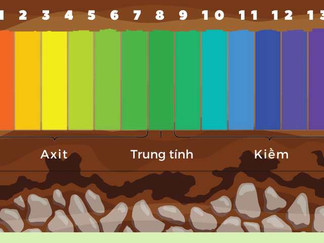 Chất hữu cơ giúp cân duy trì độ pH lý tưởng Chất hữu cơ giúp cân duy trì độ pH lý tưởng
