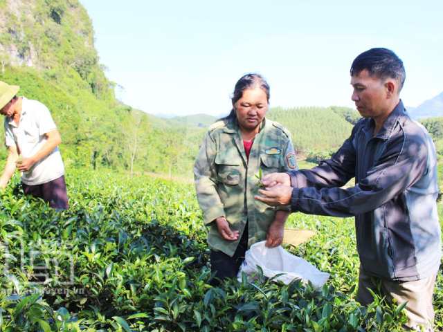 Chọn phương pháp bón phân phù hợp Chọn phương pháp bón phân phù hợp