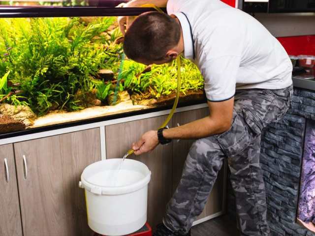 Kiểm tra hồ cá thường xuyên Kiểm tra hồ cá thường xuyên