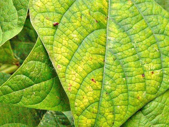 Lá cây biến đổi màu sắc Lá cây biến đổi màu sắc