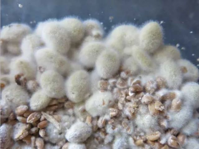 Nấm được dùng phổ biến trong công nghệ sản xuất thực phẩm lên và men Nấm được dùng phổ biến trong công nghệ sản xuất thực phẩm lên và men