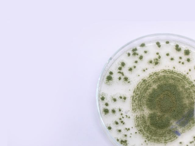 Nấm mốc Aspergillus Oryzae còn được gọi là nấm mốc gạo Nấm mốc Aspergillus Oryzae còn được gọi là nấm mốc gạo