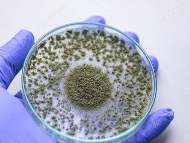 Nấm ứng dụng trong ngành công nghệ sinh học và môi trường Nấm ứng dụng trong ngành công nghệ sinh học và môi trường