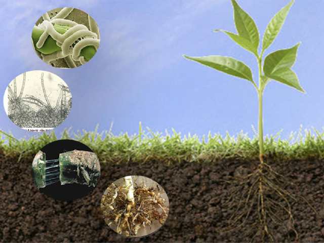 Nguồn gốc sinh ra thành phần hữu cơ trong đất là vi sinh vật Nguồn gốc sinh ra thành phần hữu cơ trong đất là vi sinh vật