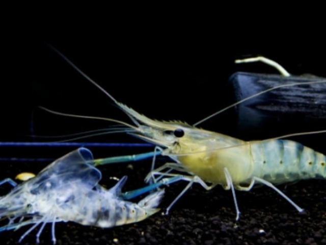 Nhiệt độ ảnh hưởng lớn đến quá trình lột vỏ tôm Nhiệt độ ảnh hưởng lớn đến quá trình lột vỏ tôm