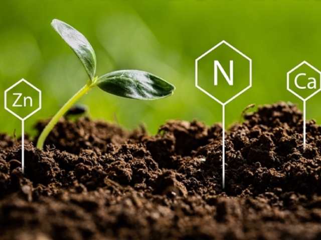Những nguyên tố vi lượng quan trọng với cây trồng Những nguyên tố vi lượng quan trọng với cây trồng