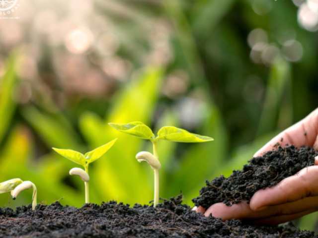 Phân bón giúp nâng cao chất lượng nông sản Phân bón giúp nâng cao chất lượng nông sản