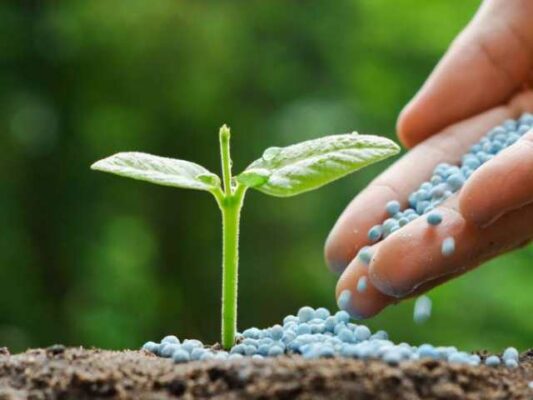 Phân bón vi lượng chứa nhiều khoáng chất cần thiết cho cây