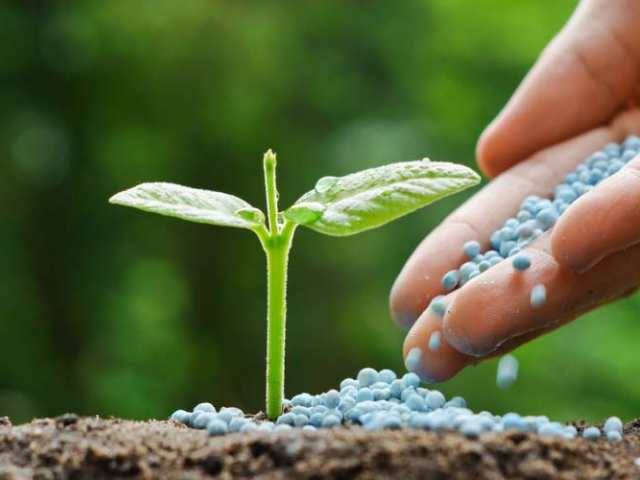 Phân bón vi lượng chứa nhiều khoáng chất cần thiết cho cây Phân bón vi lượng chứa nhiều khoáng chất cần thiết cho cây