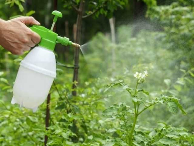 Phương pháp bón phân lá Phương pháp bón phân lá