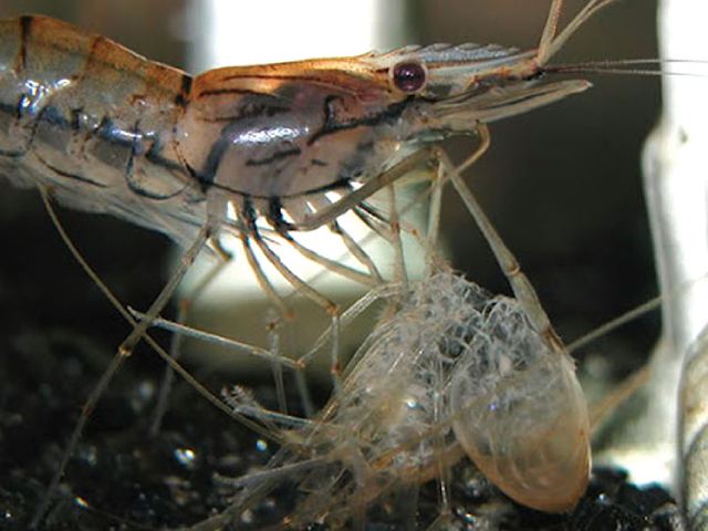 Quá trình lột vỏ đóng vai trò quan trọng trong sự tăng trưởng của tôm Quá trình lột vỏ đóng vai trò quan trọng trong sự tăng trưởng của tôm