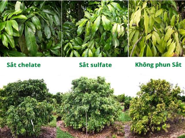 Sử dụng phân hữu cơ là phương pháp được áp dụng phổ biến Sử dụng phân hữu cơ là phương pháp được áp dụng phổ biến