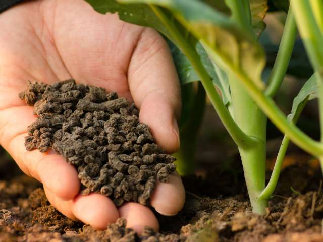 Sử dụng hợp chất Chelate để giải độc cho cây Sử dụng hợp chất Chelate để giải độc cho cây