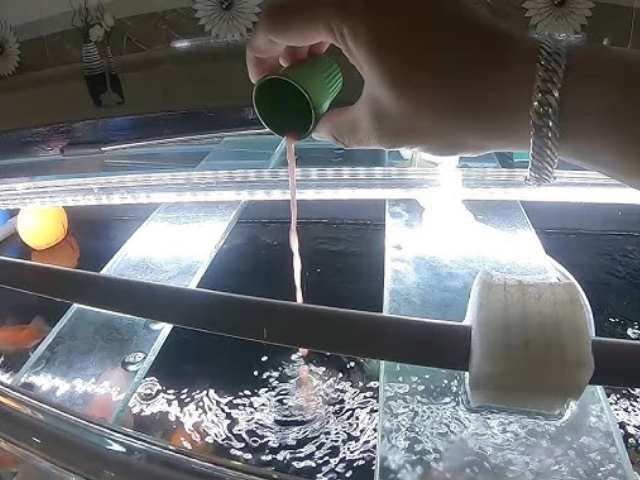 Thả dung dịch vi sinh vào hồ cá Thả dung dịch vi sinh vào hồ cá