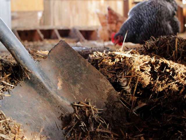 Thay thế và cải thiện chất lượng chất độn Thay thế và cải thiện chất lượng chất độn