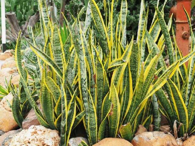 Trồng lưỡi hổ ngoài trời nên chọn vị trí có bóng râm