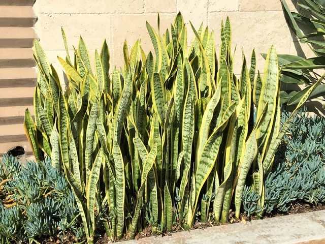 Trồng cây ngoài trời không ảnh hưởng đến năng lượng phong thủy