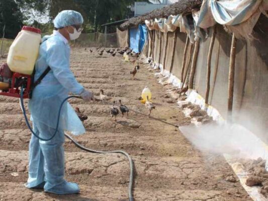 Vệ sinh chuồng giúp bảo vệ môi trường sống cho gà