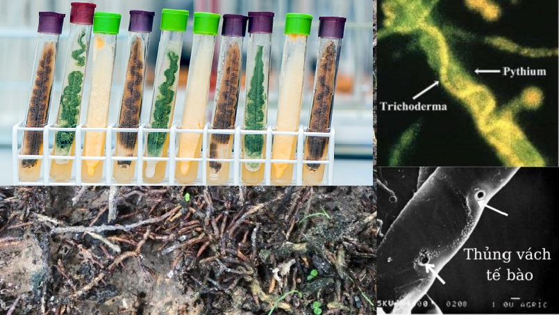 Cách chọn nấm trichoderma loại nào tốt