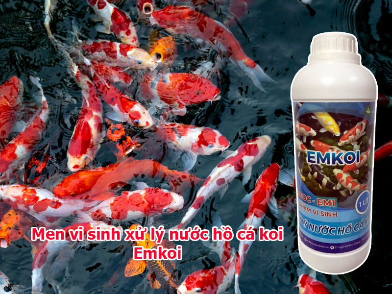 Men vi sinh xử lý nước hồ cá koi – Emkoi