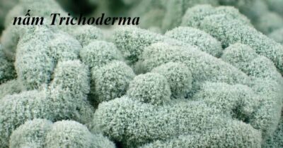 Trichoderma là một chủng nấm đối kháng, cần thiết cho cây trồng phát triển khỏe mạnh