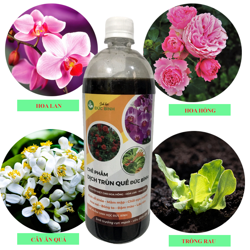 Cách sử dụng dịch trùn quế