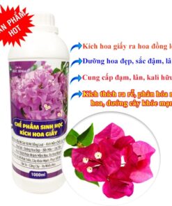 Thuốc kích hoa giấy ra hoa đồng loạt là sản phẩm được nghiên cứu và sản xuất độc quyền bở công ty TNHH Công nghệ sinh học Đức Bình